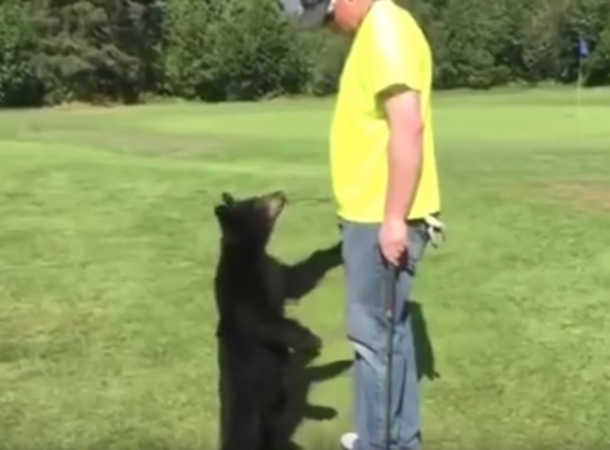 bear cub tries to give golfer a hug adorable photos of bears