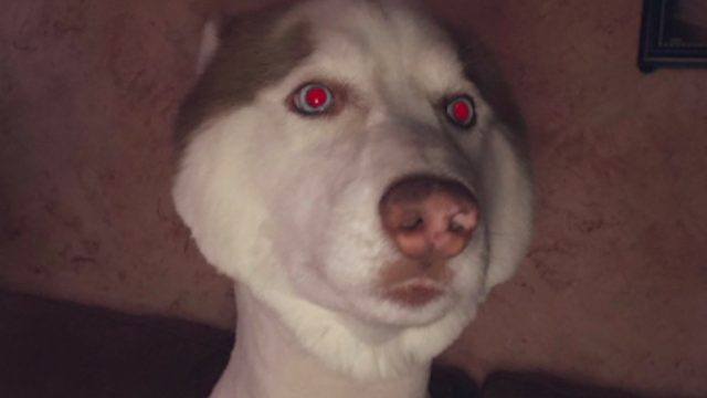 husky gets shaved at the groomer's