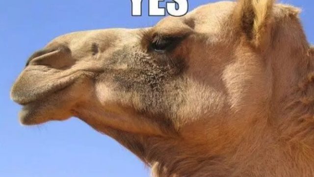 it's wednesday camel, hump day memes