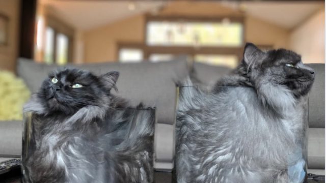 cats in glasses adorable cat photos Reddit/dontatmeplz3