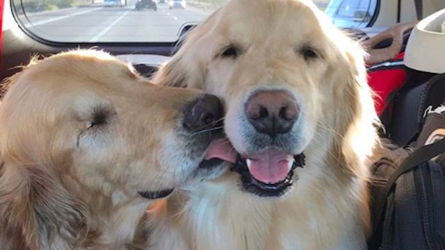jake the blind dog with his best friend addie