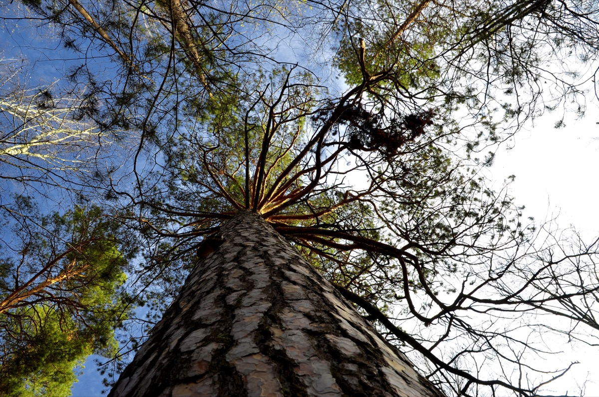 Tree photographed from below