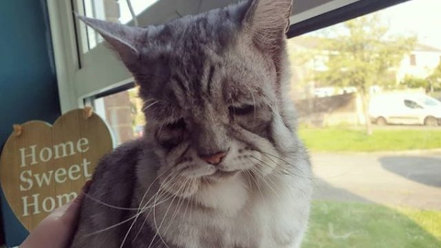 toby the cat with Ehlers-Danlos syndrome