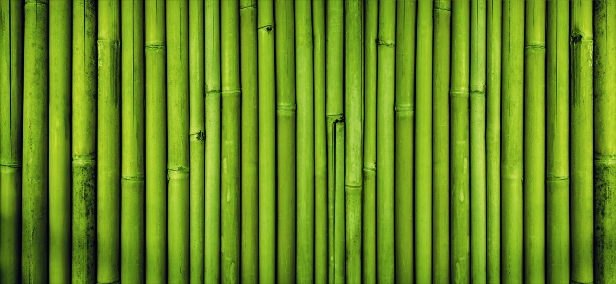 Bamboo