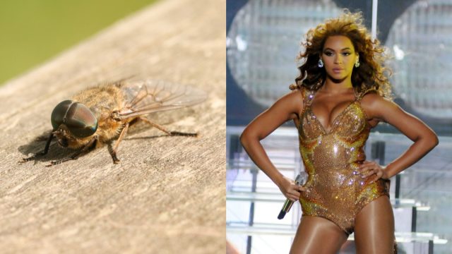composite image of beyonce and a horse fly