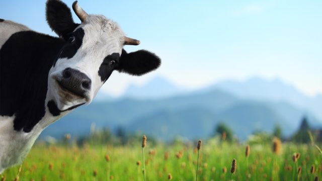 a cow in a field on a bright bluebird day