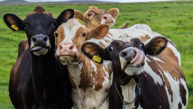 Group of cows in field