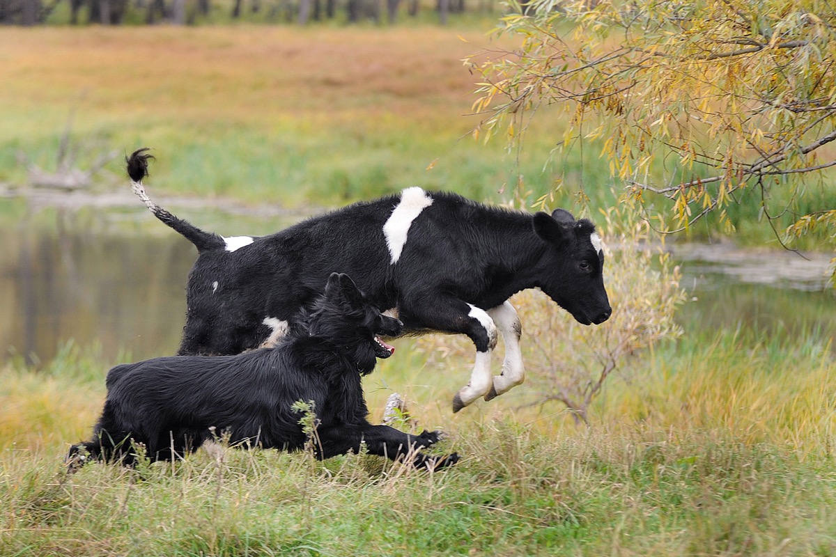 cow running alongside dog, cow photos