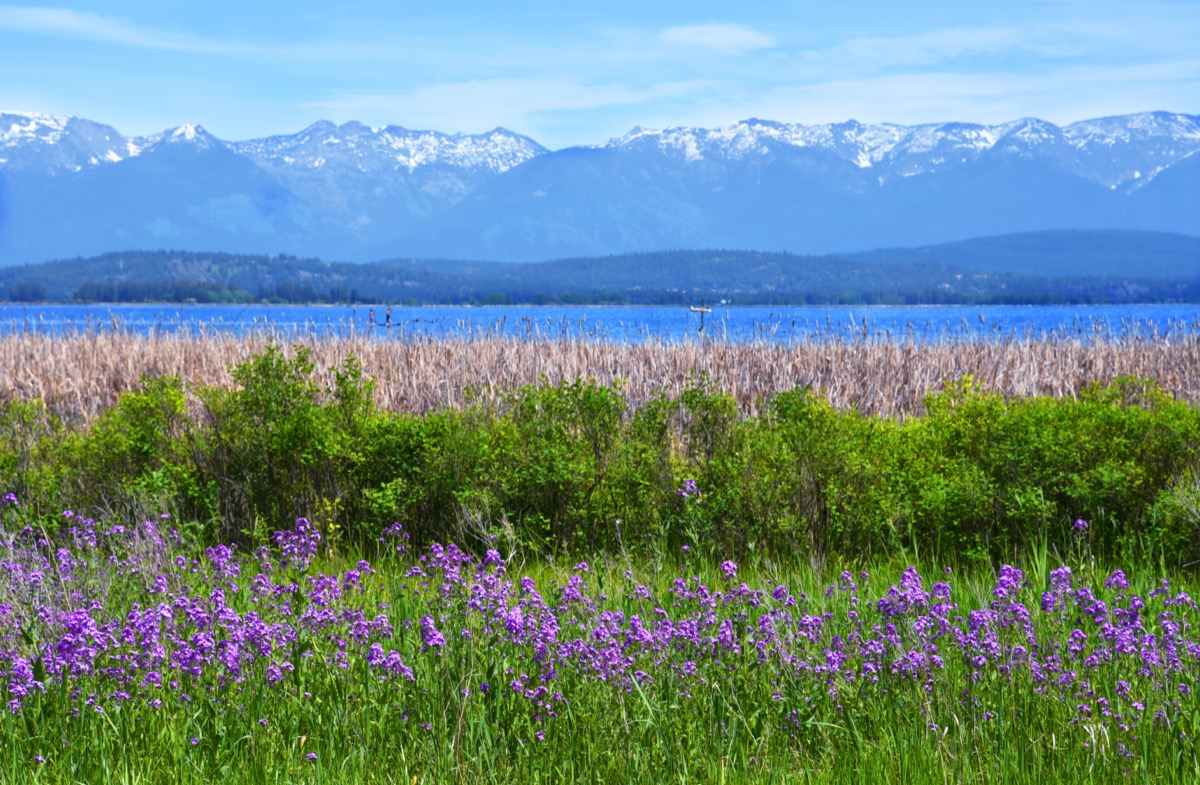 wildflowers in front of flathead lake in montana