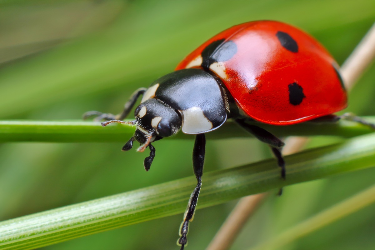 Ladybug