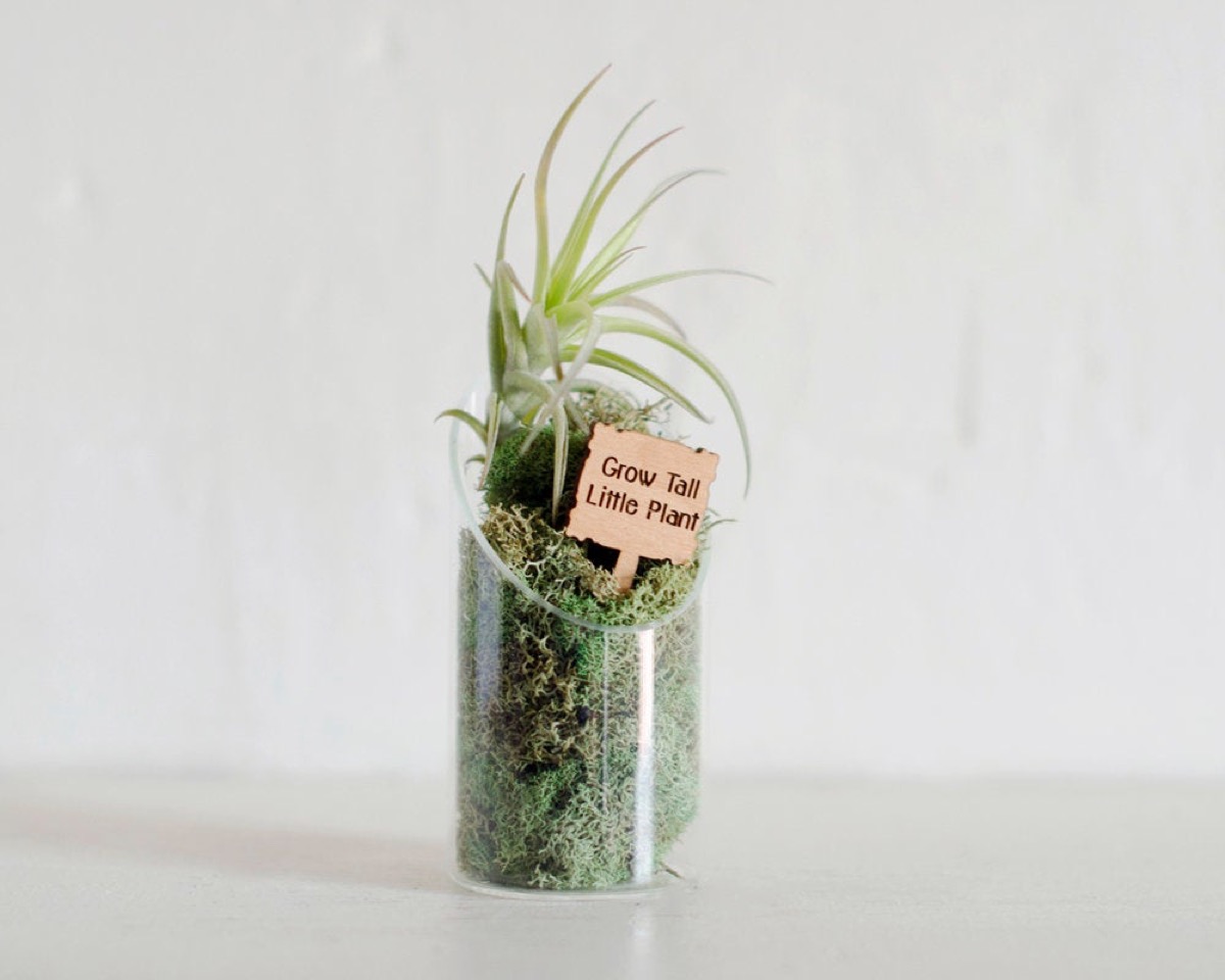 personalized terrarium, best friend gifts