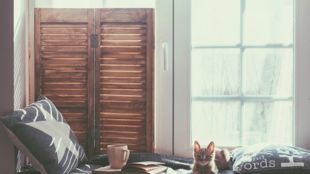 cat cozy by window in house