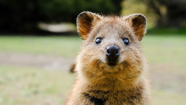 what is a quokka - rottnest island