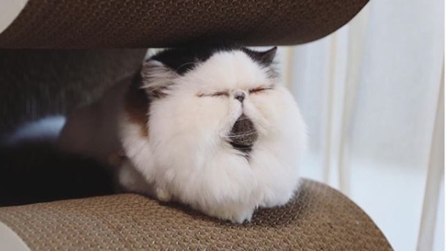 zuu the viral cat
