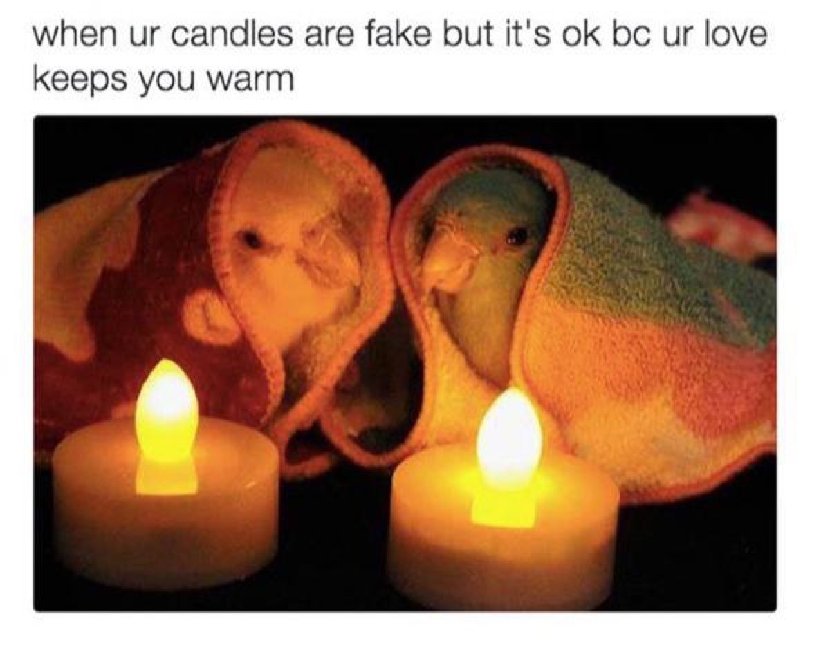 Two lovebirds in tiny blankets with LED candles, caption reads: "When ur candles are fake but it's ok bc ur love keeps you warm."