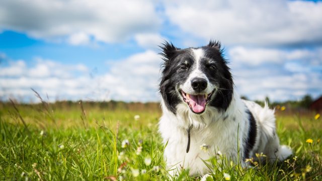 collie mix