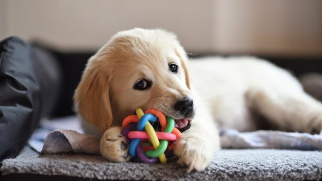 golden retriever puppy chewing ball, best chew toys for puppies