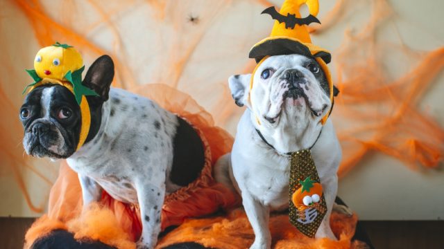 two dogs in halloween costumes, dog halloween costumes