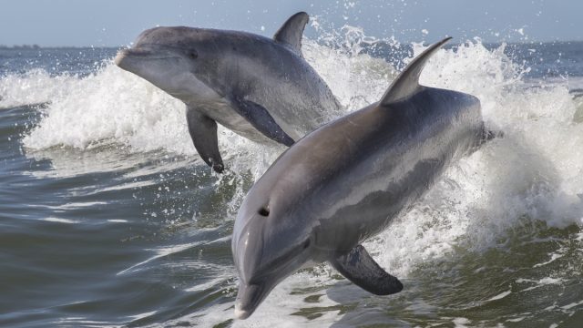 dolphins jumping out of water, dangerous animals