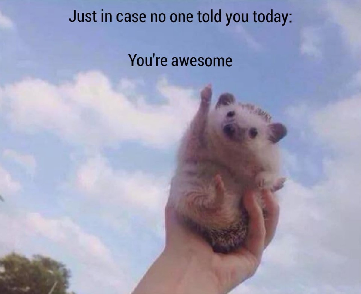 Cute hedgehog picture with caption "Just in case no one told you today: You're awesome."