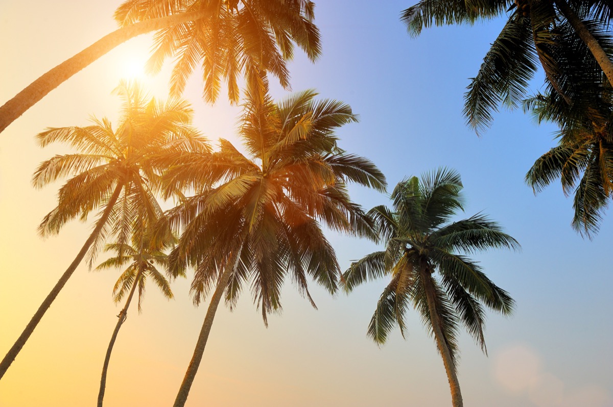 Palm trees at sunset