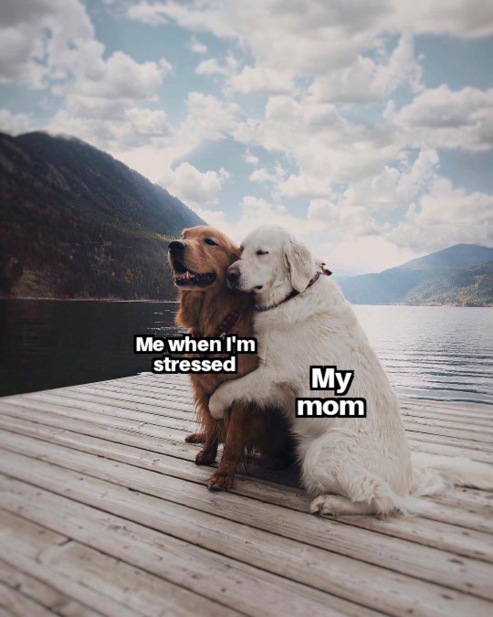 Dog hugging another dog with the captions, "Me when I'm stressed." and "My mom."