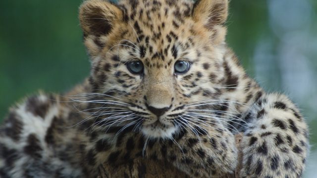 amur leopard