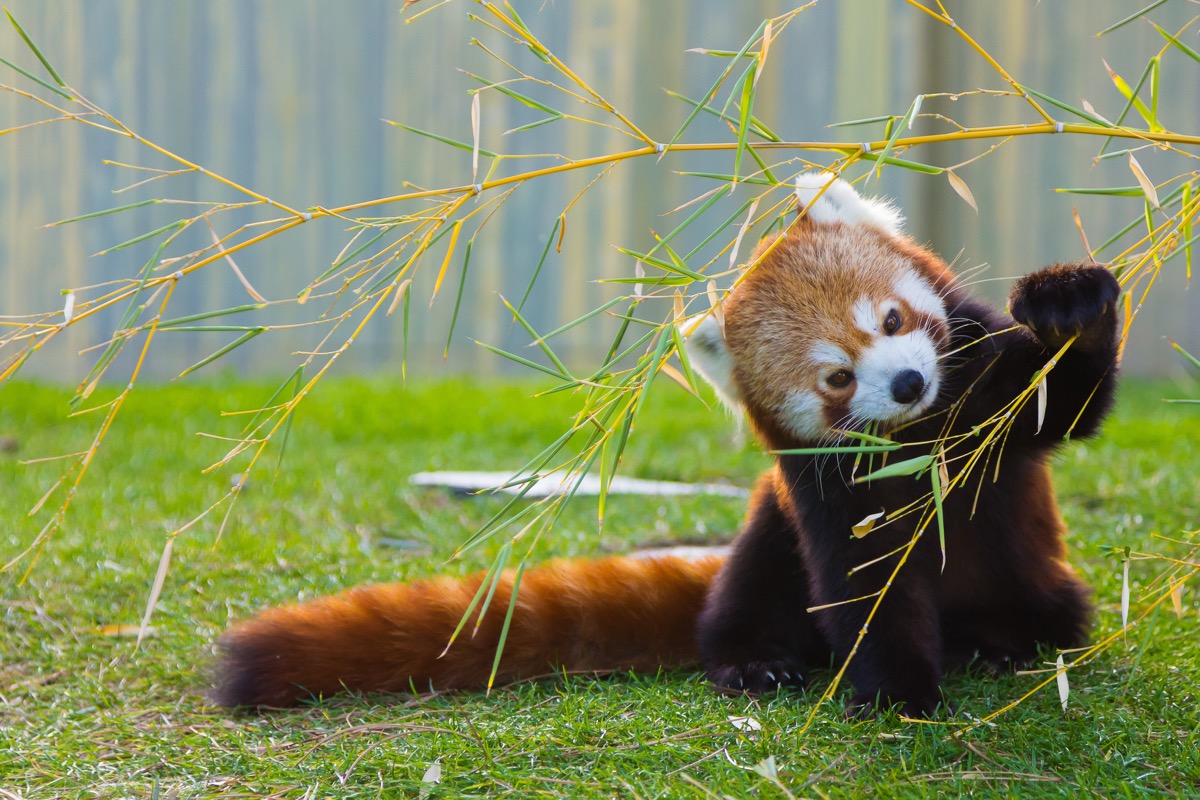 red panda