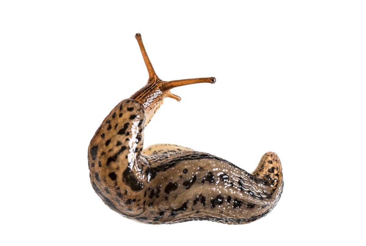 Slug