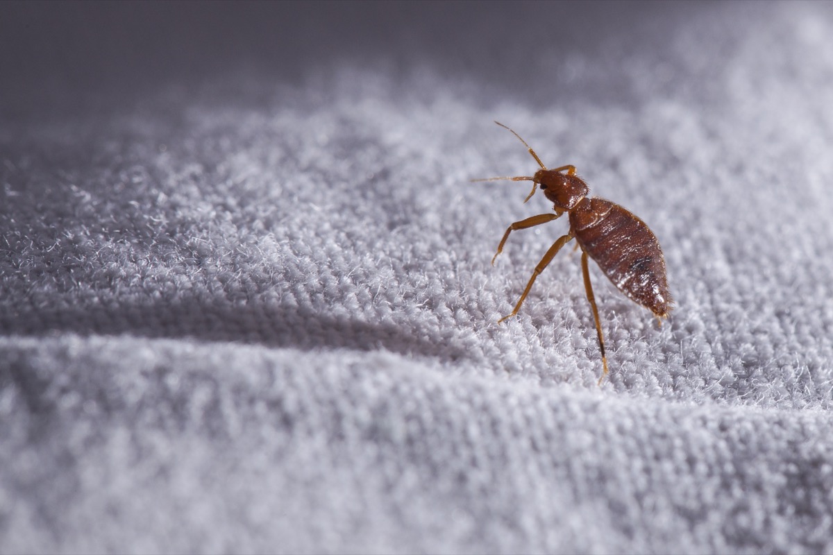Bed bug