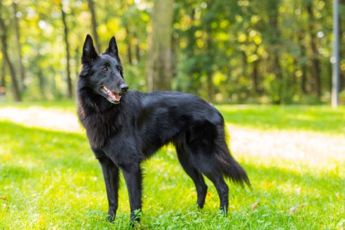 belgian sheepdog