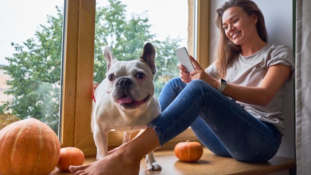 woman using phone, while sitting on a windowsill decorated for Thanksgiving, with her french bulldog