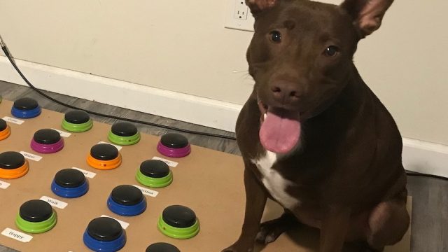 dog learns to speak using soundboard
