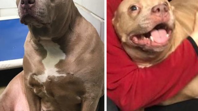 rosie rescue dog cries and then smiles in before and after photos