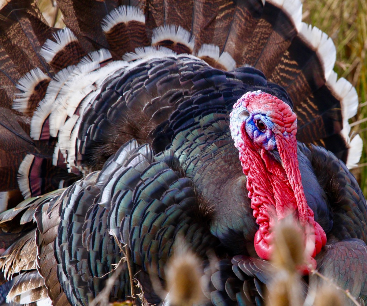 turkey closeup