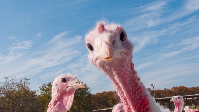 turkey farm