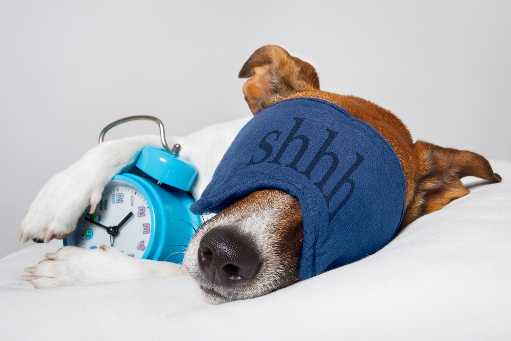 dog sleeping