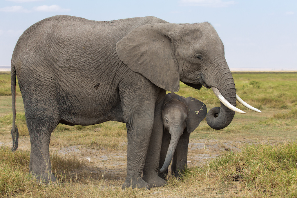 elephant-sleeping