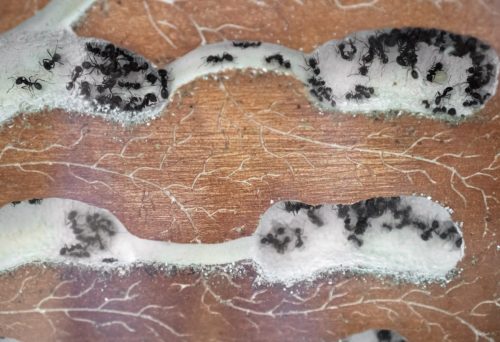Ants farm. Colony of ants in an artificial environment.