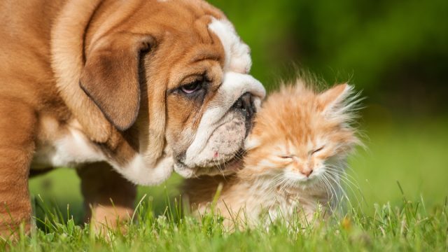 Bulldog puppy kissing his cat friend