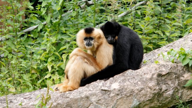 Cute gibbon ape couple cuddling on a branch