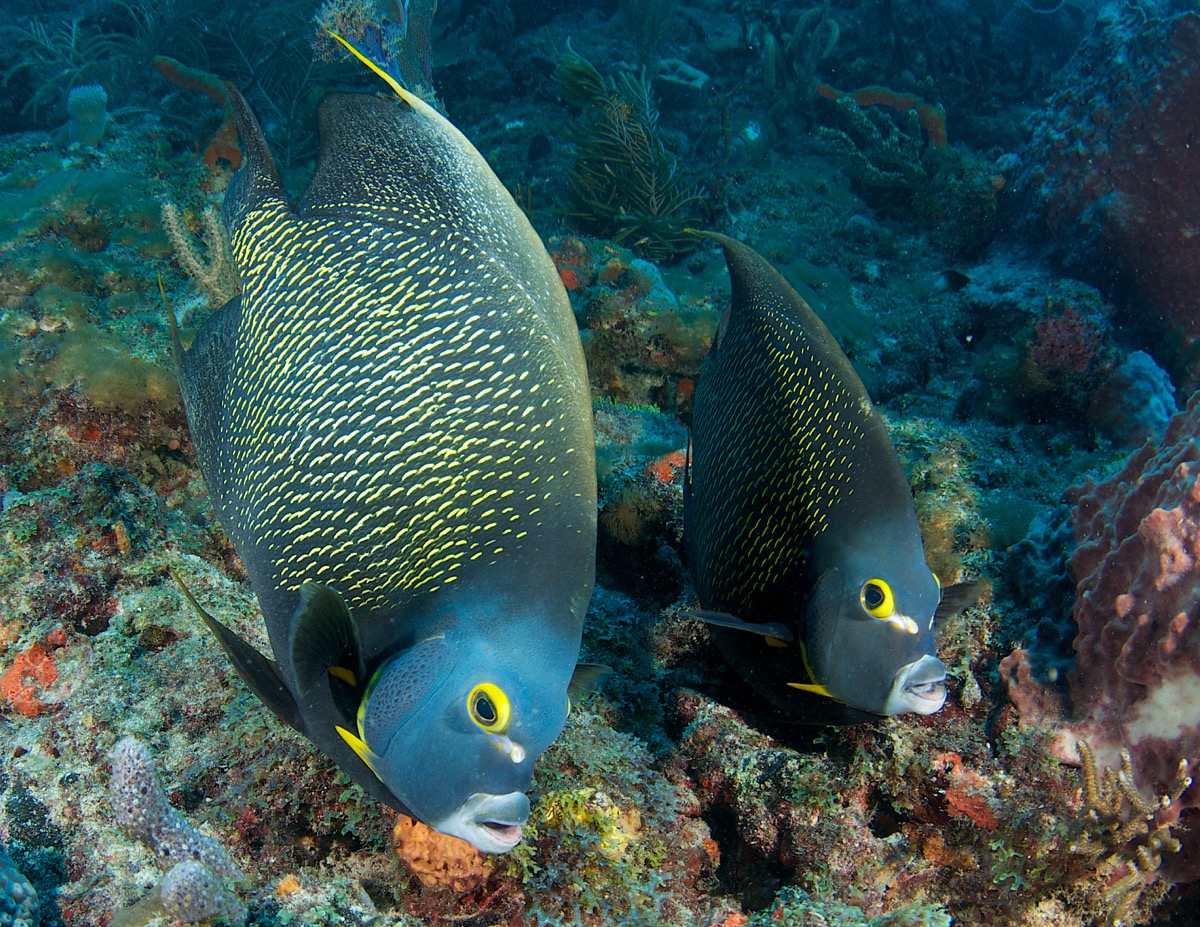 A French angelfish pair swimming in the ocean
