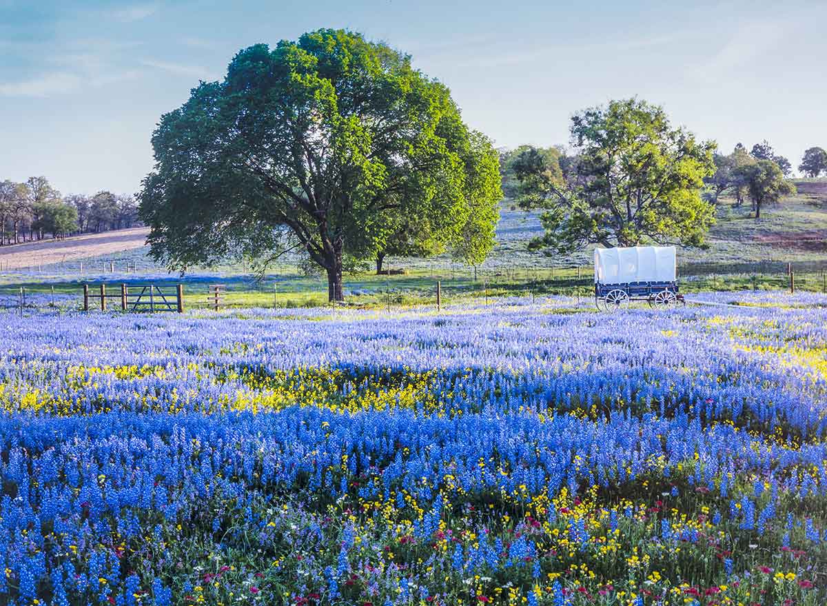 bluebell flowers blanket a field