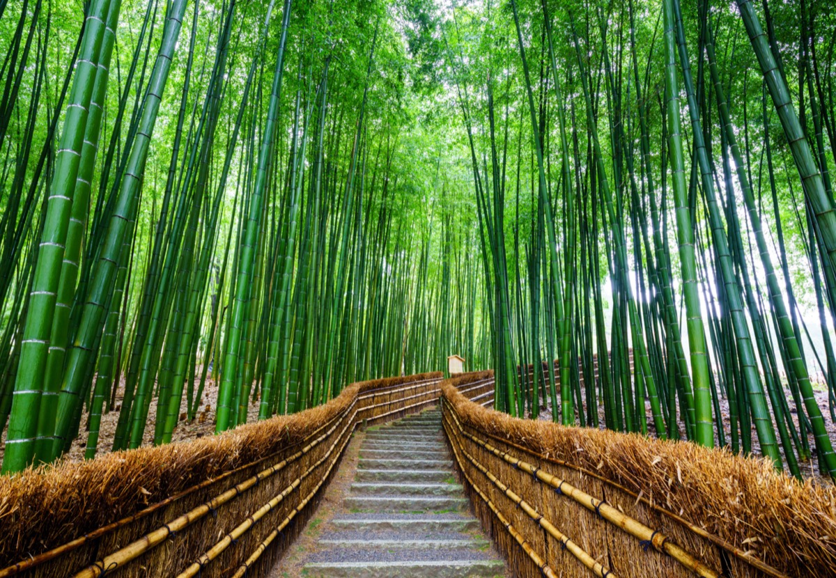 Bamboo forest in Kyoto