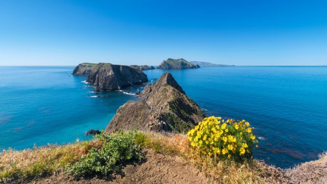Giant Coreopsis on Anacapa Island during spring