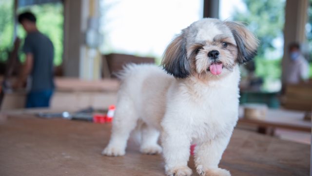 shih tzu dog