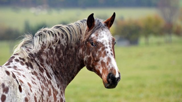 appaloosa horse closeup looking at the camera