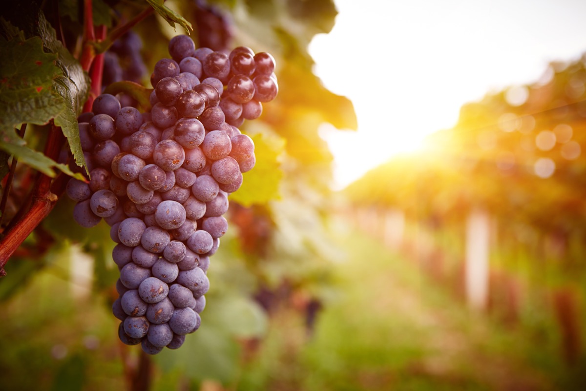 blue grapes hanging in a vineyard