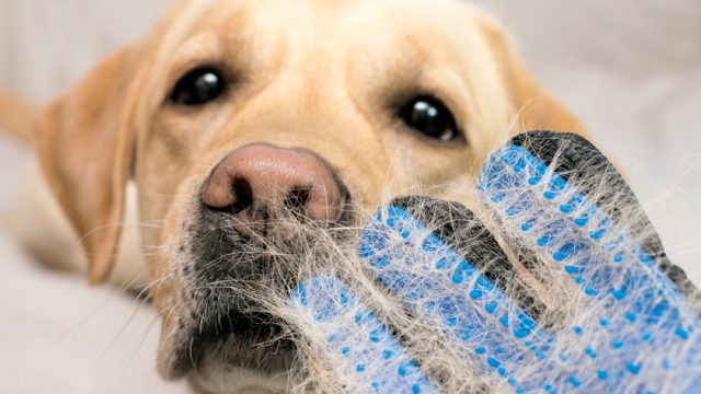 golden retriever closeup with mitt filled with dog hair