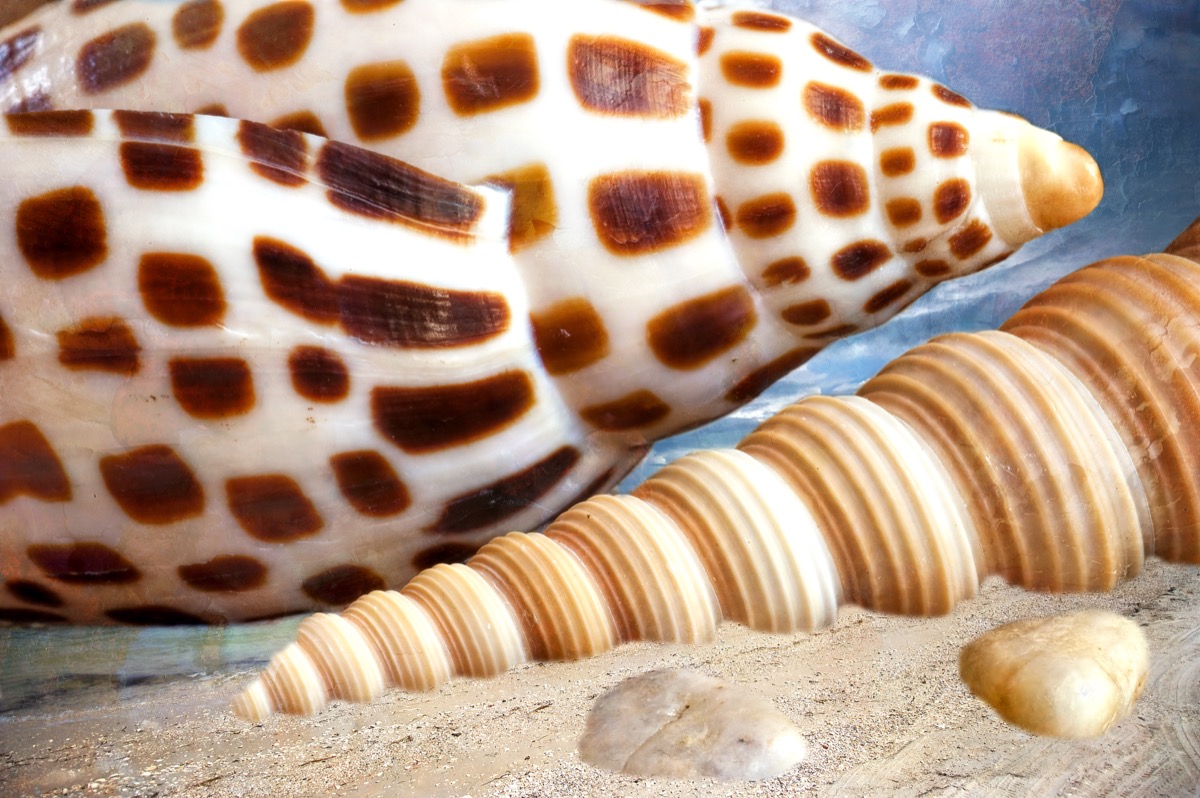 junonia shell alabama shell